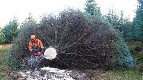 Forestry workers fell the Sitka spruce tree in Northumberland's Kielder Forest