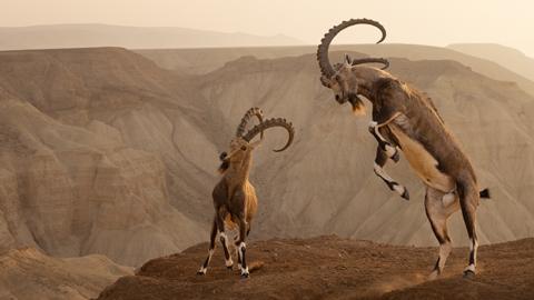 Two male Nubian ibexes tussle in Israel's Zin Desert