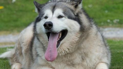 George, nicknamed "Georgie Porgie", weighs 70kg (11st) after gorging on baked goods