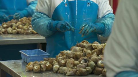 A worker processing shellfish