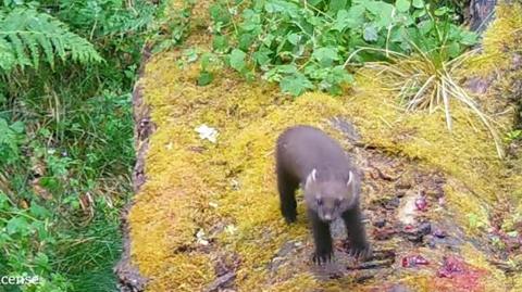 Pine marten kit