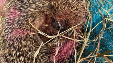 spray-painted hedgehog