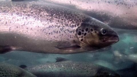 Salmon in a tank