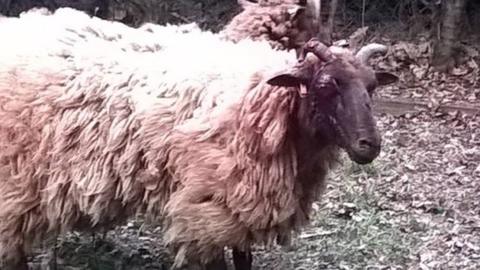 Sheep injured at Alver Valley