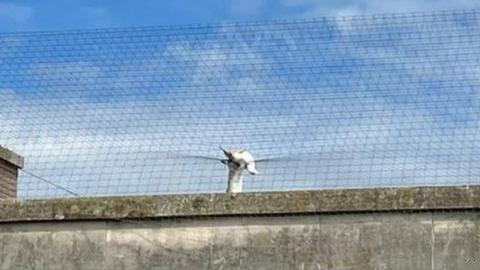 The trapped gull