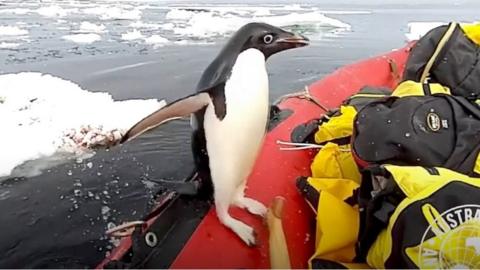 Penguin on a dinghy
