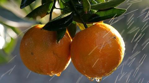 Two oranges growing in a citrus orchard.