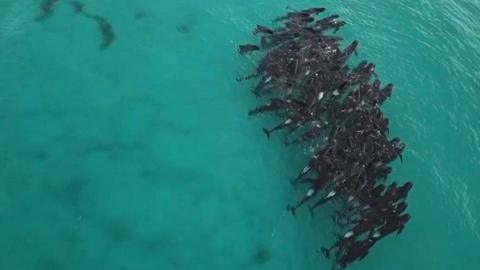 Large pod of whales spotted off Australian coast