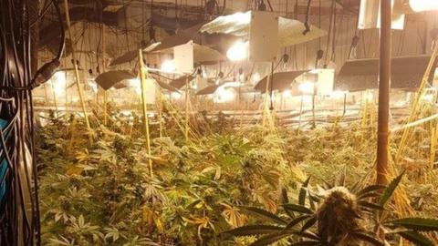 Hundreds of cannabis plants under bright lights at a former nightclub in Coventry