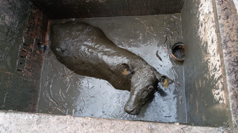 Cow in cesspit