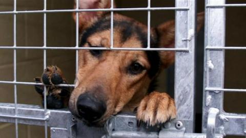 Dog in kennel