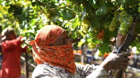 Harvesting at Sula