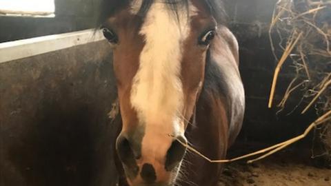 Welsh pony Maia