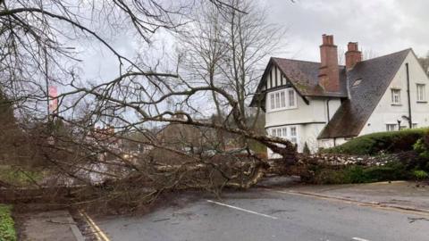 A tree lying across a road in the A472 near the Glen Yr Afon Hotel in Usk this morning