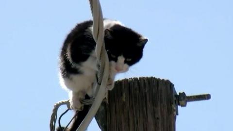Gypsy, a cat from Phoenix, was stranded on a power line for three days, in an ordeal broadcast to hundreds of thousands.