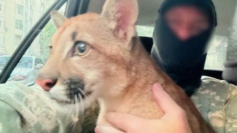 Puma sits on police officer's lap in a car