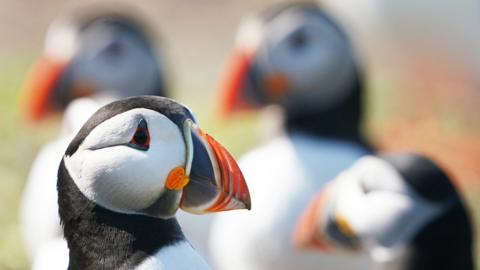 Puffins on the Farne Islands