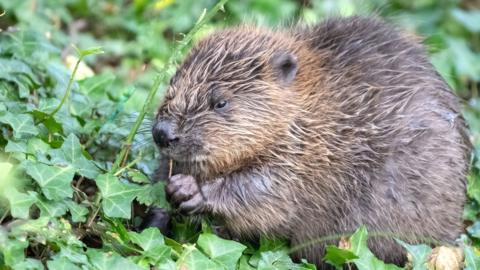 Beaver kit foraging at Holnicote Estate