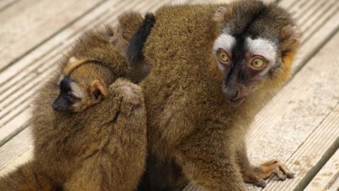 Figaro the baby brown lemur and his mother