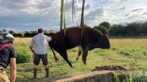 Bull rescued