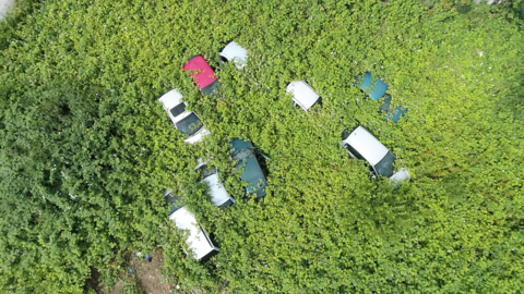 Cars submerged by foliage