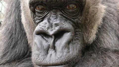 Babydoll, a western lowland gorilla