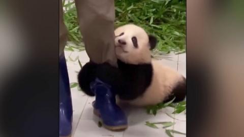 Six-month-old Fu Bao holding on to zookeeper's leg