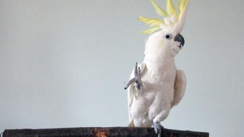 Snowball the cockatoo