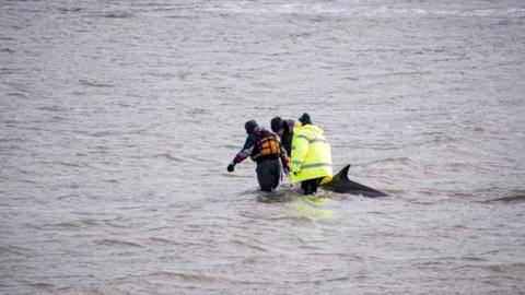 Dolphin rescue