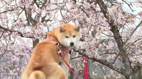 Japan's "hanami" or "flower viewing" season boosted the economy by about $2.7bn, recent statistics show.