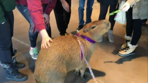 Willow the capybara