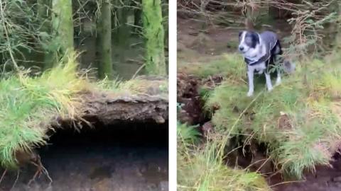 David Nugent-Malone captured the forest floor 'moving like sea' in Mugdock while walking his dog, Jake.