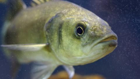 Sea Bass in the ocean