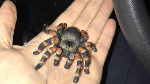 Toy tarantula