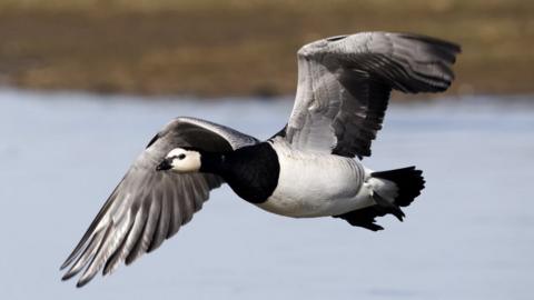 A barnacle goose