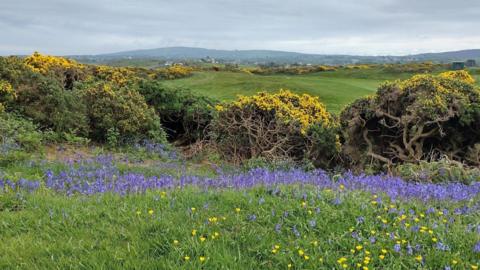 Buttercups and bluebells in the grass with yellow gorse bushes and fields behind. The sky above is light grey and cloudy