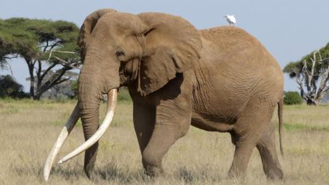 Craig the elephant walks in the Savannah. A small bird hitches a ride on his back.