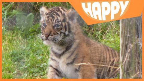 A tiger cub and the Happy logo