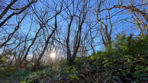 A leafless woodland ravine in the colder months