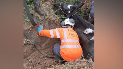 A water worker attends to a black cow stuck in a ditch.