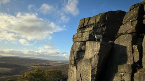 A single sheep stood on a ledge face located above the Stanage Plantation in the Peak District 