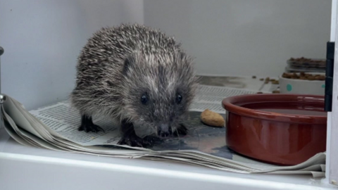 A small hedgehog in an enclosure with a water bowl and food nearby