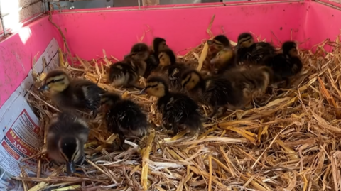 Brinsley Animal Rescue ducklings saved from M1