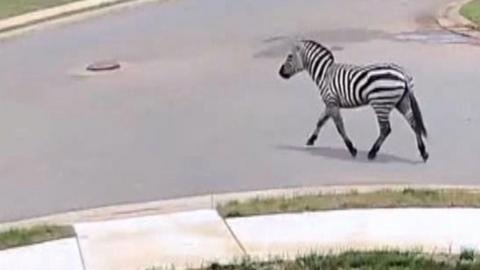 Zebra trotting on an urban road in footage from a home surveillance camera