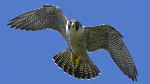 Peregrine falcon