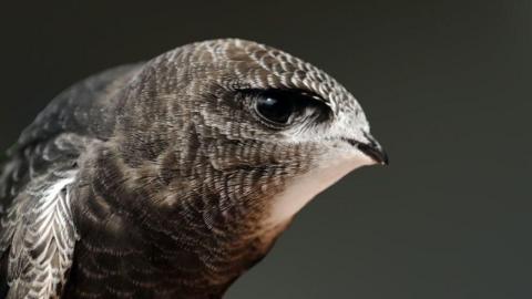 A close up image of a grey, brown and white swift.