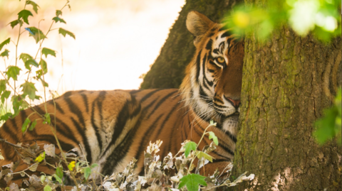 Tiger is seen hiding behind a tree