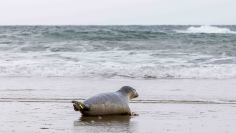 A seal heading towards the sea on a beach. The seal is grey and has a small yellow tag on its tale. 