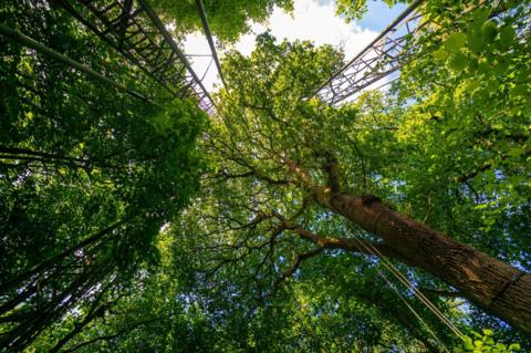 View from ground looking up into canopy of oak trees at the University of Birmingham FACE experiment