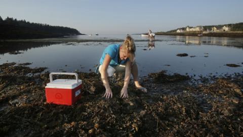A woman on a shore searching for lobster shellfish